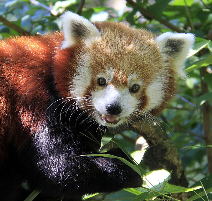 Red Panda at the Central Park Zoo